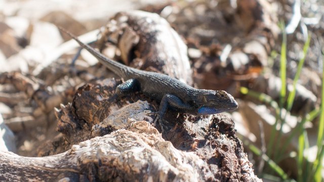 Wary lizard, m300