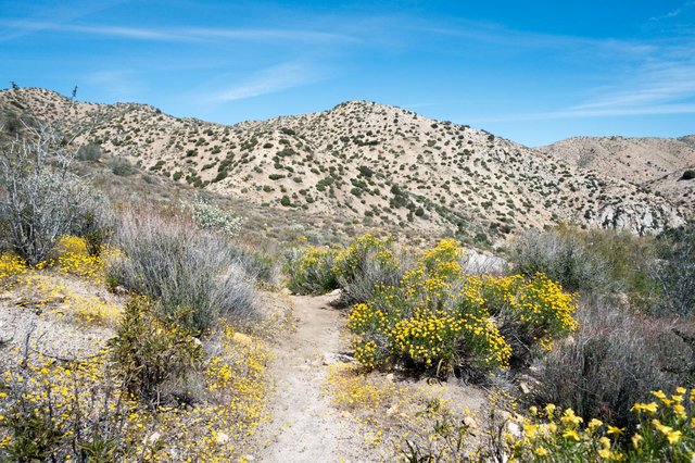 Flowers on PCT, m305