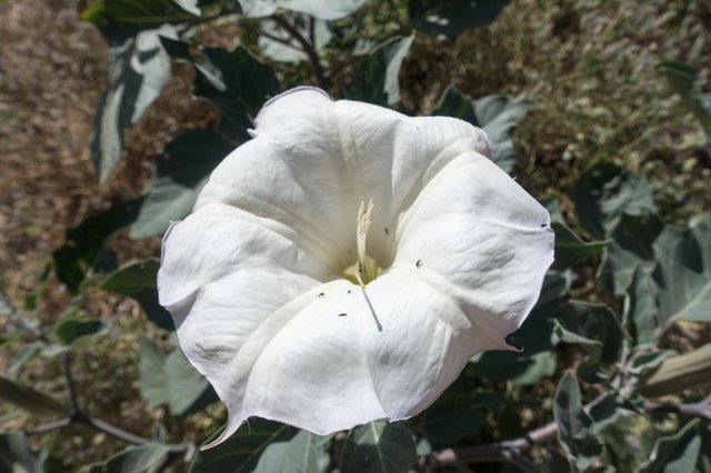 Datura, m310