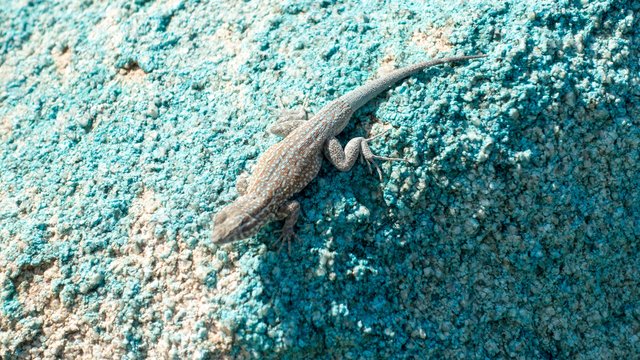 Lizard w/blue camo, m313