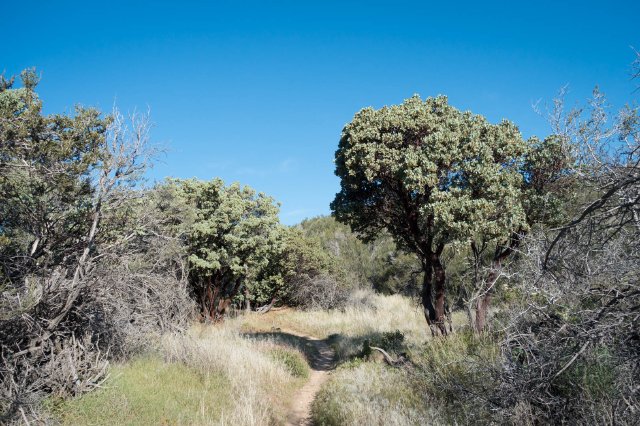 Lush trail, m320