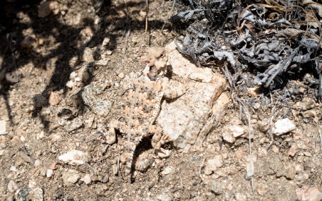 Well camo'd horny toad, m327