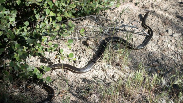 Garter snake, exiting fast, m334