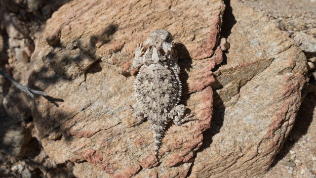 Baby horny toad, m335