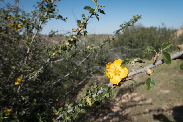 Fremontodendron, m336