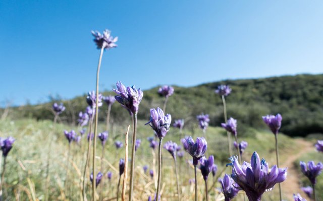 Brodiaea, m337