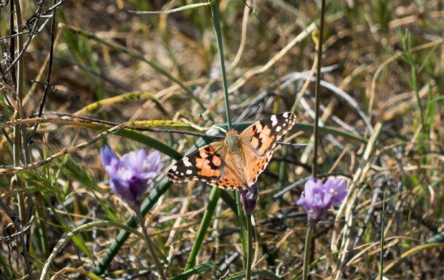Painted lady butterfly, m339