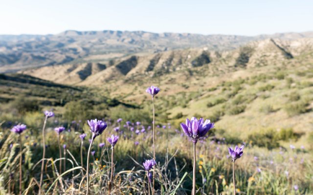 Hillsides of brodiaea, m339
