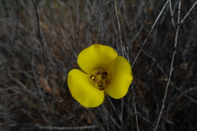 Mariposa Lily, m448