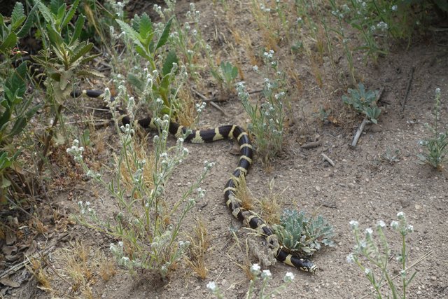 King snake, m452