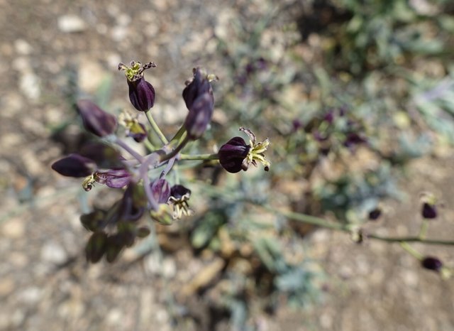 Curious wildflower, m468