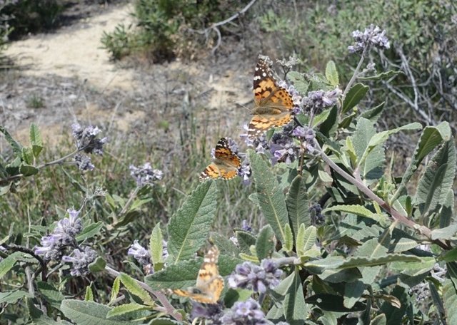 Butterflies on yerba santa, m473