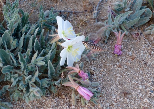 Sphinx moth with evening primrose, m526