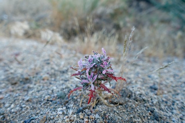 Tiny flower, m534