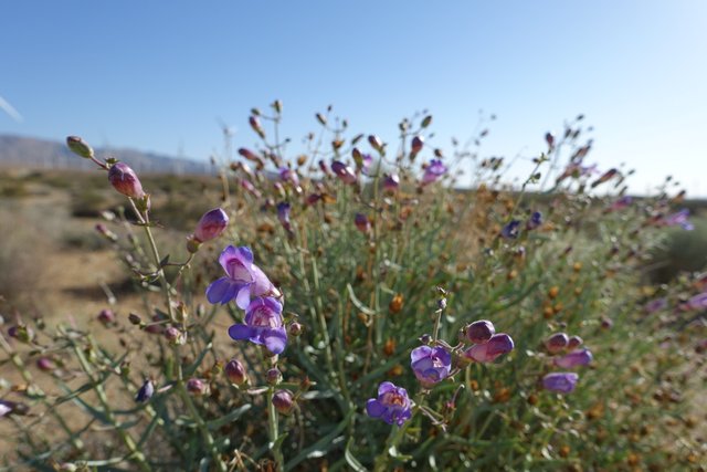 Pentstemon, m534