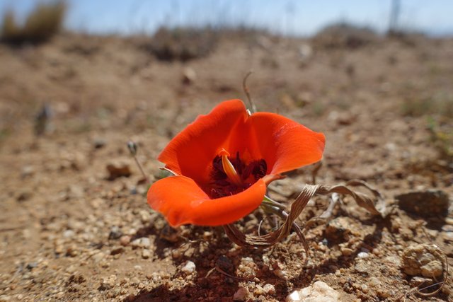 Kennedy's mariposa lily, m539