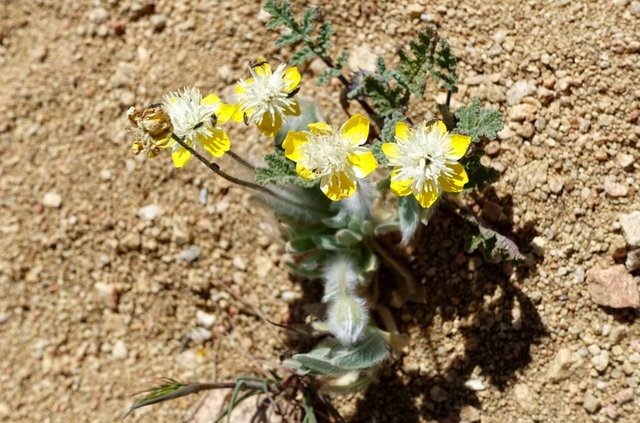 Mystery flower, m548