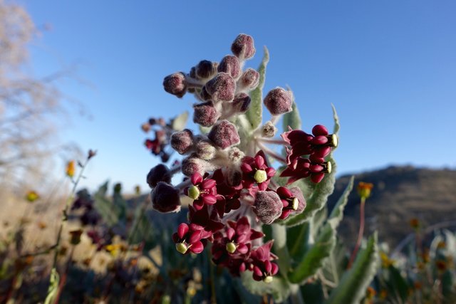 Red milkweed, m554