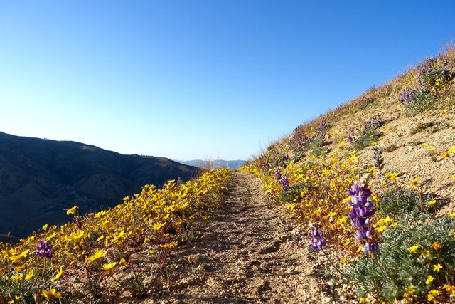 Lupine and daisies, m554