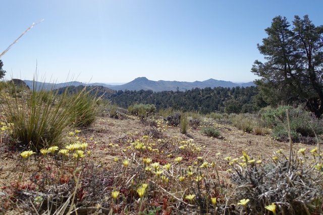 Desert dandelions, m613