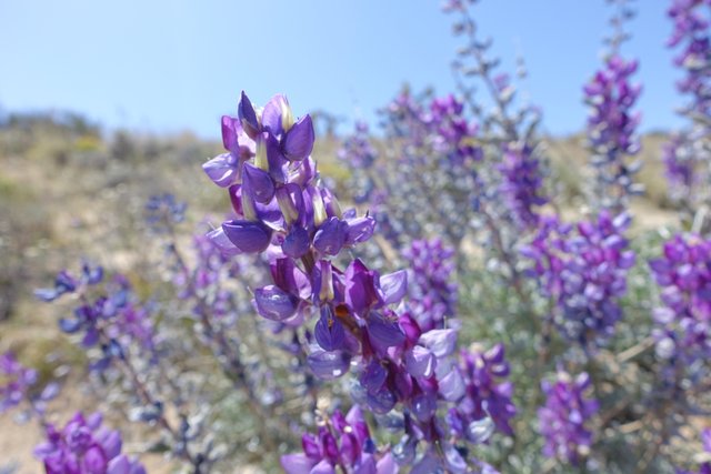 Lupine, m617