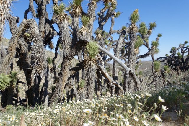 Daisies and Joshua trees, m626