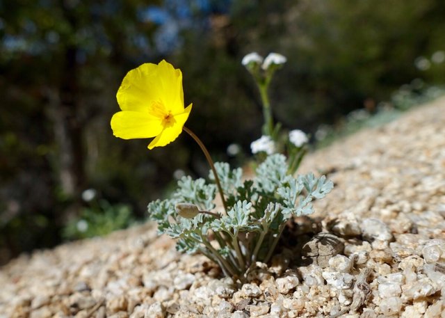 Tiny poppy, m648