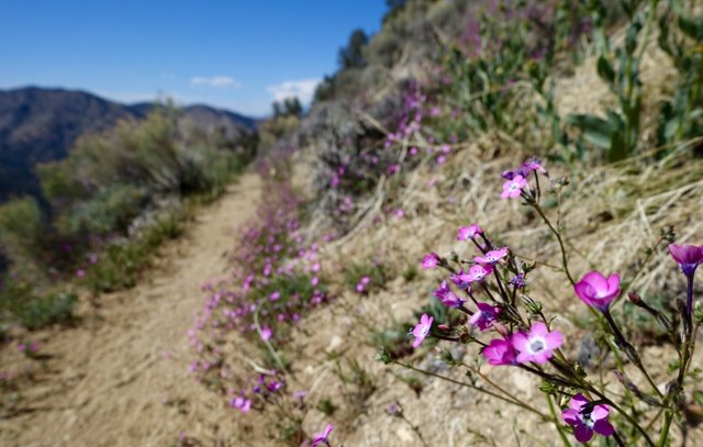 Pink flowers, m648