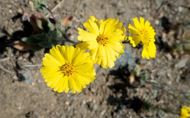 Happy daisies, m657