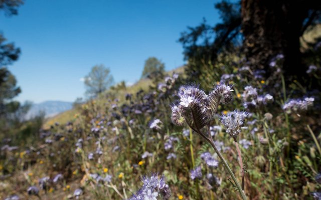 Phacelia, m663