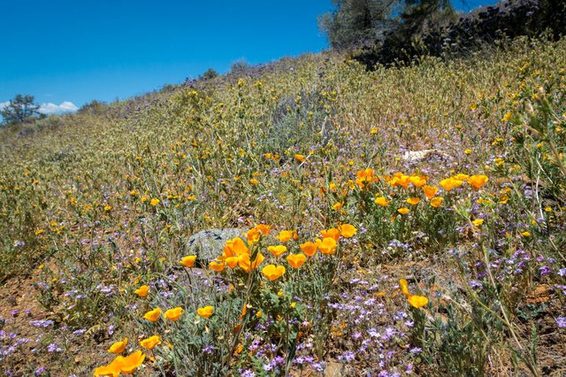 Hillside wildflowers, m663