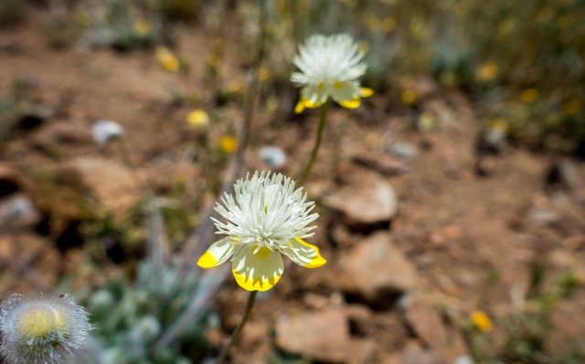 Mystery flower, m663