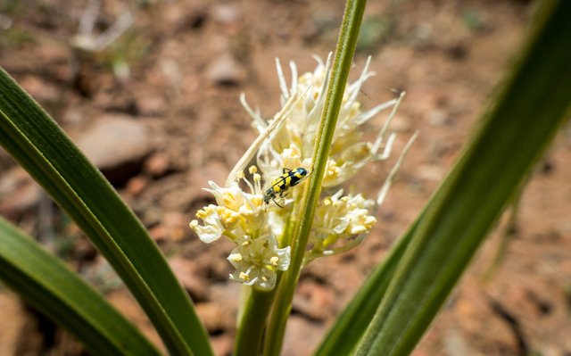 Mystery flower with beetle, m663