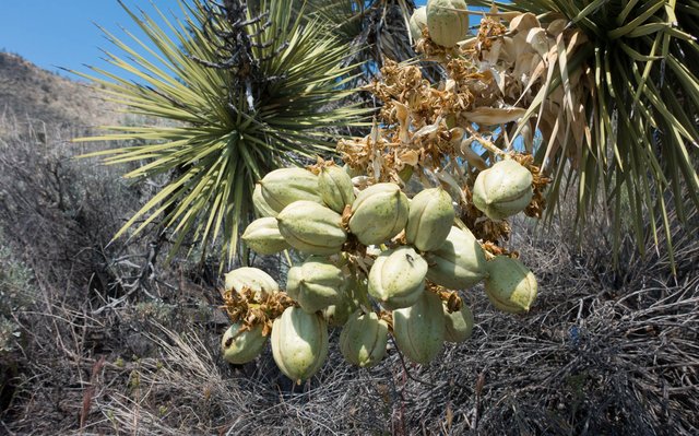 Joshua Tree seedpods, m664