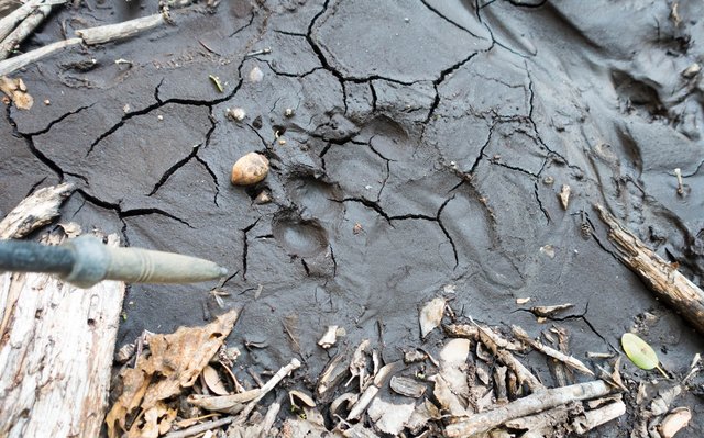 Bear pawprint, m669