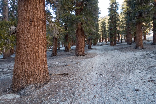 Foxtail pine forest, m762