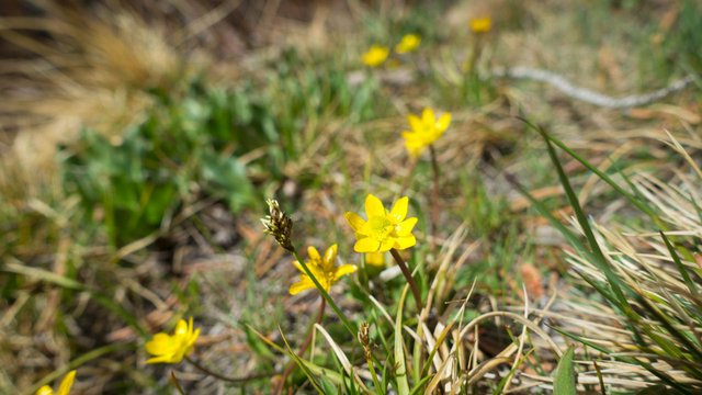 Ranunculus, m766