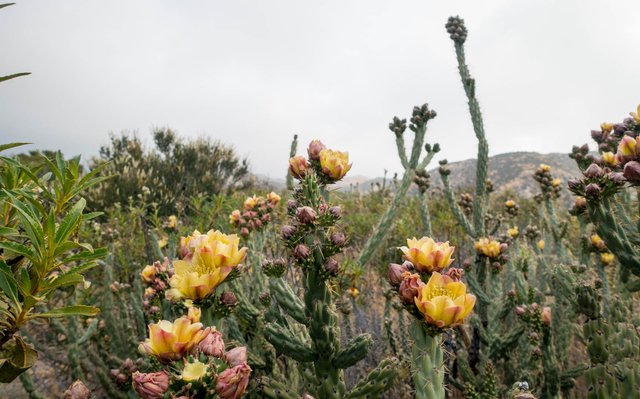 Cholla, m341