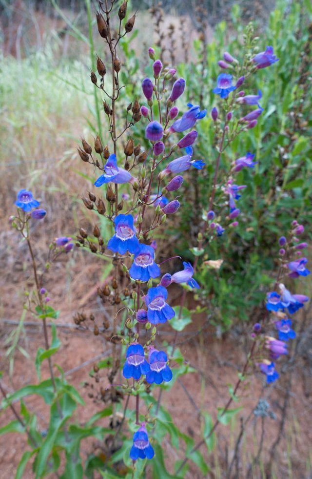 Penstemon, m342