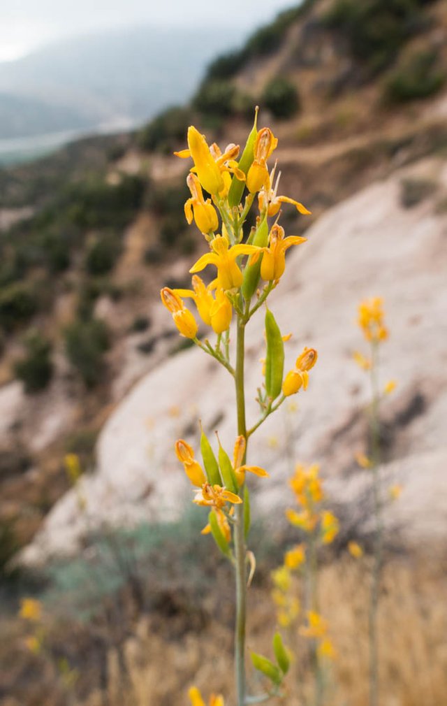 Golden bleeding heart, m342