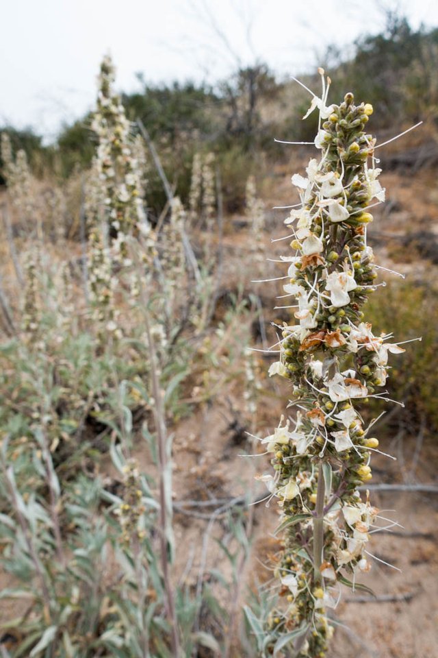 White sage, m346