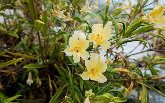 Mimulus, m346