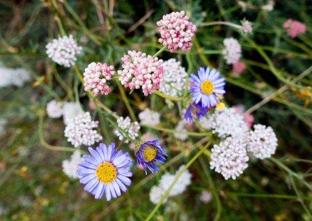 Asters and buckwheat, m348