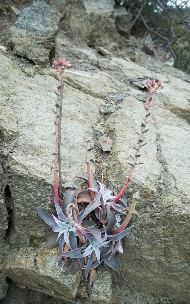 Dudleya, m348