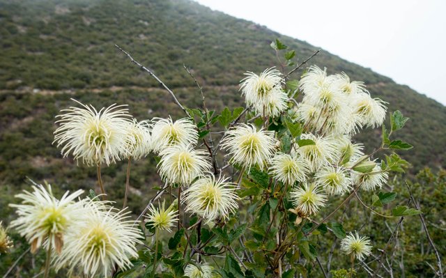 Clematis, m349