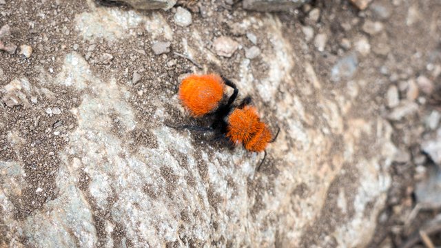 Velvet ant, m351