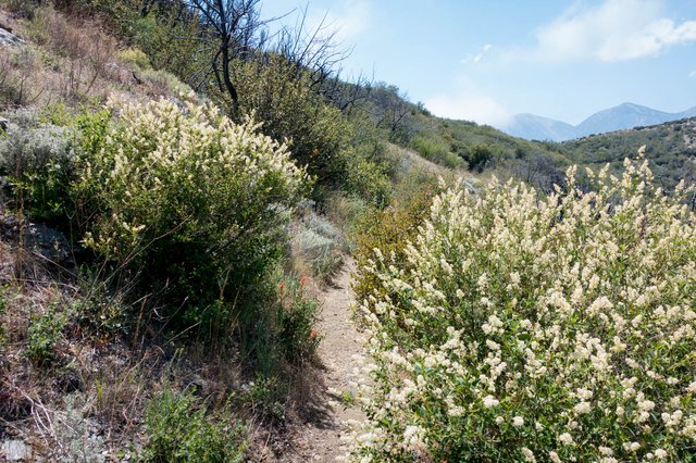 Ceanothus, m353