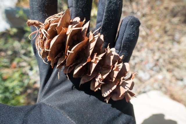 Big-cone Douglas fir cone, m355