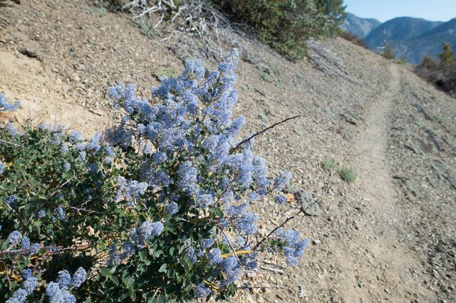 Ceanothus, m356