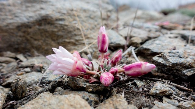 Alpine flower, m368